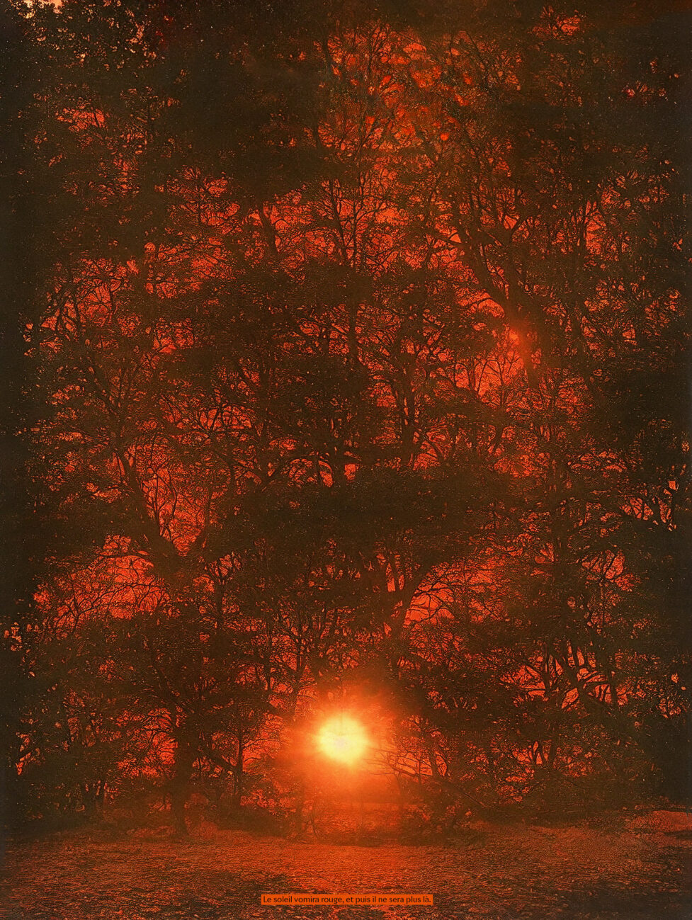Photo contemporaine d’un lever de soleil dans une forêt. L’image est rouge.